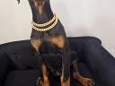 Cățeluș Doberman