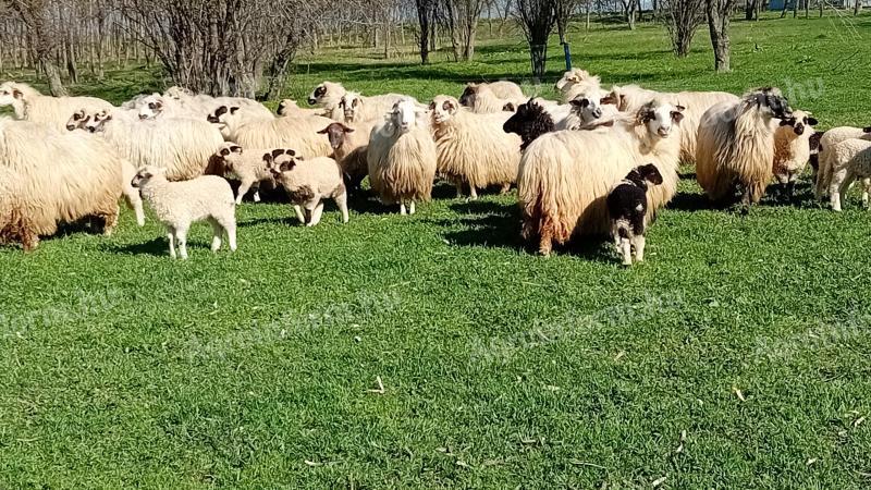 Racka-Lamm zu verkaufen