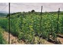 Cucumber netting 1,7 m x 500 m