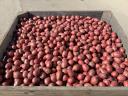 Seed size potatoes Balatoni Rose