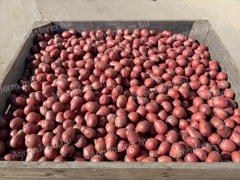 Seed size potatoes Balatoni Rose