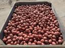 Seed size potatoes Balatoni Rose