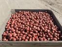 Seed size potatoes Balatoni Rose