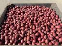 Seed size potatoes Balatoni Rose