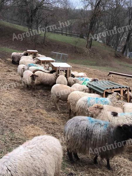 Sheep liver for sale