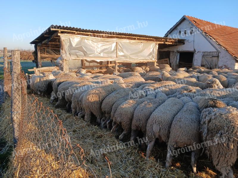 Turme întregi de oi de vânzare