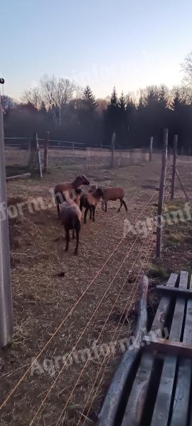 Cameroon sheep for sale