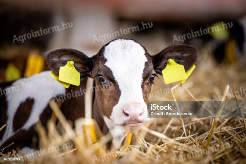 Wir suchen eine/n Mitarbeiter/in für die Kälberpflege/-hüte