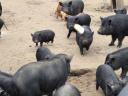 Piglets with pot bellies