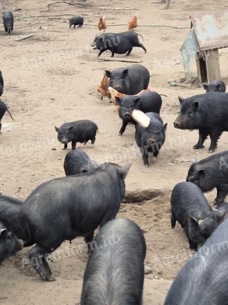 Piglets with pot bellies