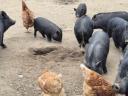 Piglets with pot bellies