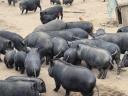 Piglets with pot bellies