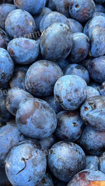 Gem de prune Satu Mare de vânzare 1900 Ft/kg