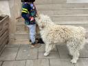 Komondor féle kutya ingyen elvihető