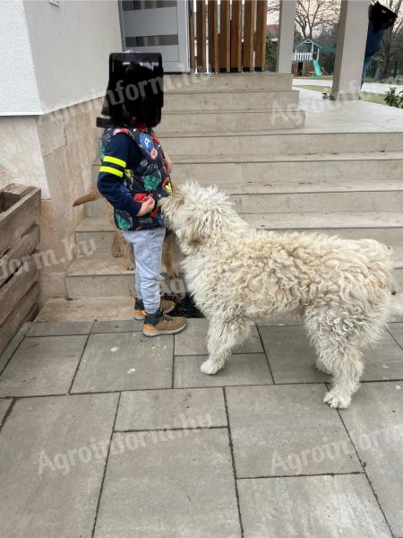 Komondor féle kutya ingyen elvihető