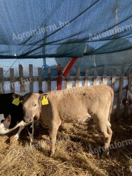 Predám teľa jalovice charolais F1