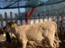 Charolais F1 heifer calf for sale