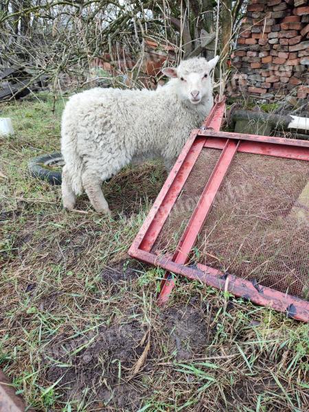 Jerke Lamm, drei Monate altes weibliches Lamm zu verkaufen