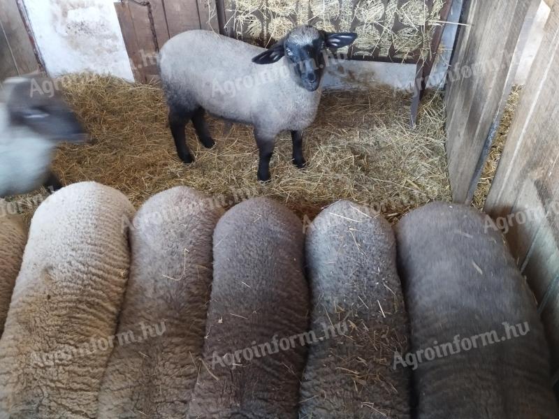 9 krásných jehňat kříženců Suffolk-Merino na prodej