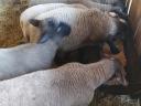 9 beautiful Suffolk-Merino crossbred lambs for sale