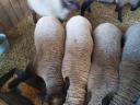 9 beautiful Suffolk-Merino crossbred lambs for sale