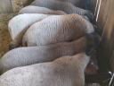 9 beautiful Suffolk-Merino crossbred lambs for sale