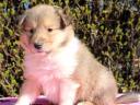 Collie (Scottish Shepherd) puppies