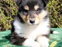 Collie (Scottish Shepherd) puppies