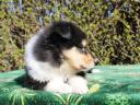 Collie (Scottish Shepherd) puppies