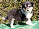 Collie (Scottish Shepherd) puppies