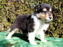 Collie (Scottish Shepherd) puppies