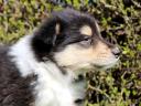 Collie (Scottish Shepherd) puppies