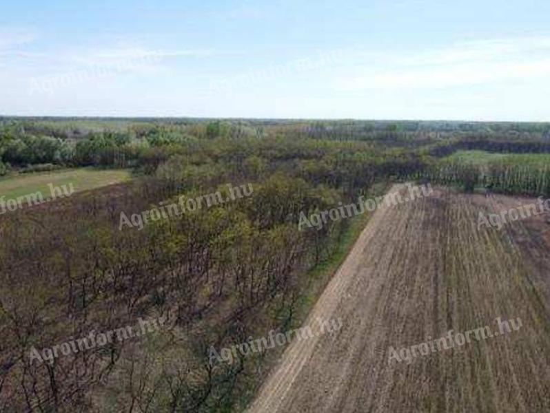 For sale 6036 m² Acacia forest, Nyíradony