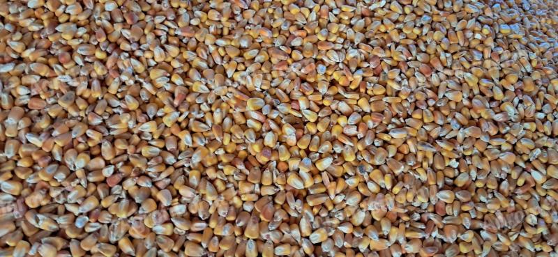 Maize for sale