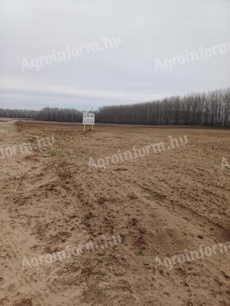 Arable land for sale in Nagykőrös