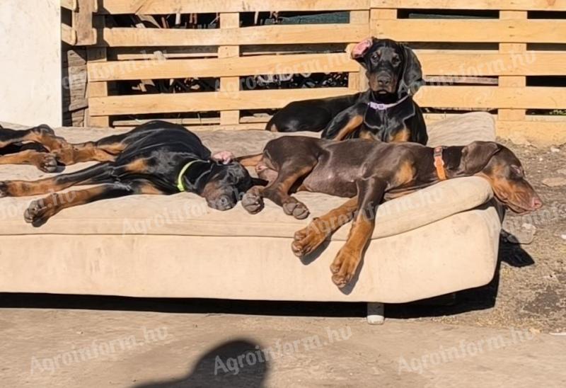 Rodowodowe szczenięta Dobermann szukają nowych domów