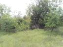 Building plot for sale in Gyula