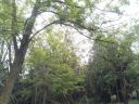 Building plot for sale in Gyula
