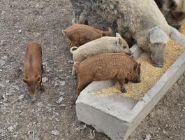 Mangalica-malacok