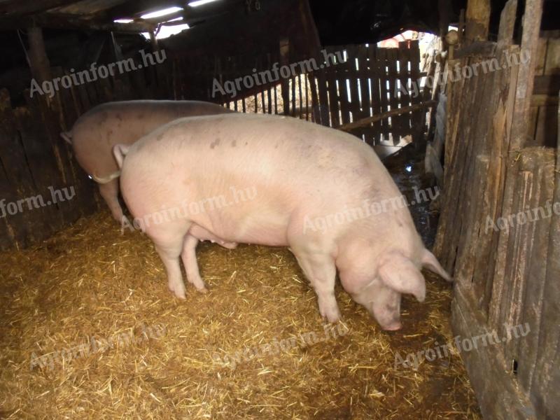Fatteners for sale