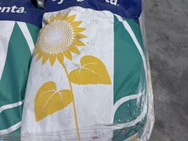 Syngenta Excellio napraforgó vetőmag
