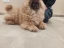 Chow Chow