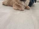 Chow Chow
