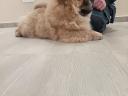 Chow Chow