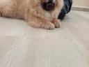 Chow Chow