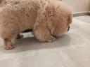 Chow Chow