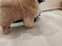 Chow Chow