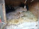 Small rabbits for sale for Easter, for keeping
