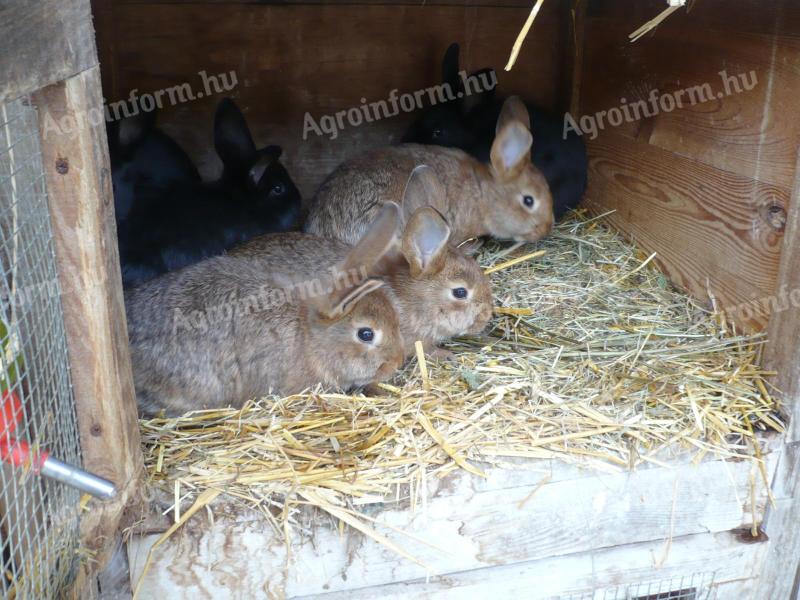 Small rabbits for sale for Easter, for keeping