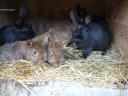 Small rabbits for sale for Easter, for keeping
